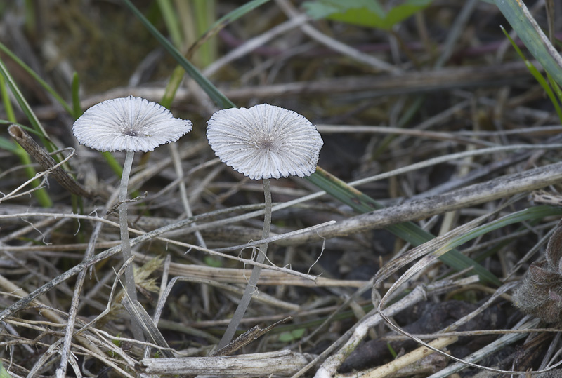 Coprinopsis rugosobispora